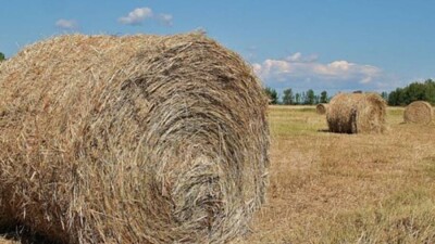 С 15 августа вступает в силу запрет на вывоз из Казахстана грубых кормов и квотирование экспорта зернофуража