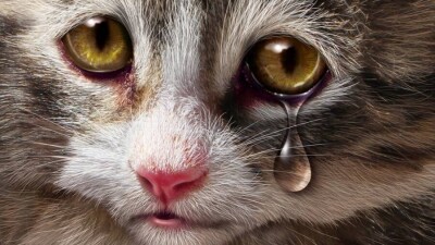 Прыгнувший на котёнка живодёр получил 60 часов общественных работ