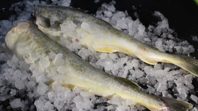 Жители Магадана руками ловили навагу в бухте Охотского моря