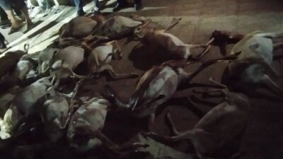 17 туш краснокнижных джейранов обнаружили у браконьера в Мангистауской области