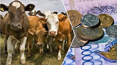 "Нет ответственности за результат". Минсельхоз предлагает пересмотреть систему субсидирования