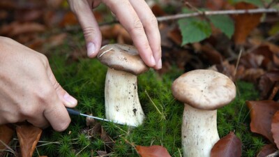 Ушла за грибами и не вернулась. 72-летнюю женщину нашли мёртвой в Карагандинской области