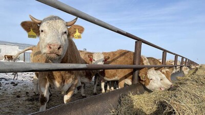В Карагандинской области выявили бешенство у коров