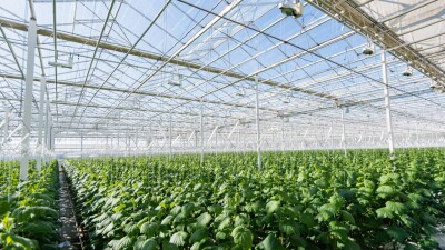 В Казахстане совершенствуют господдержку тепличных хозяйств