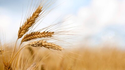 Сколько будет стоить зерно нового урожая, посчитали фермеры