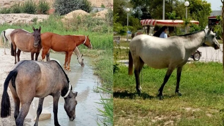 В Актау лошади объедают деревья