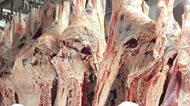 Опасно ли мясо сайгаков? В Минсельхозе ответили на заявления блогера