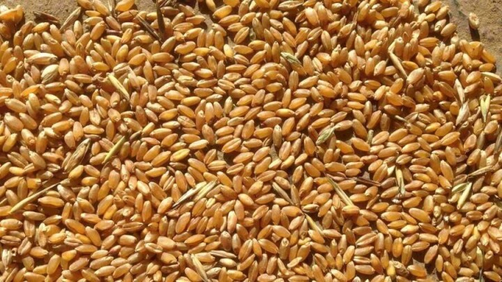 Пшеница подорожала на 20% с начала войны в Украине