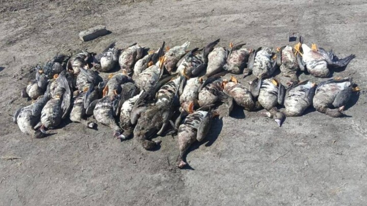 В СКО полицейского задержали за незаконную охоту