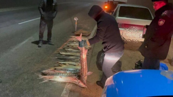 Более 120 килограммов осётра изъяли полицейские в Мангистау 