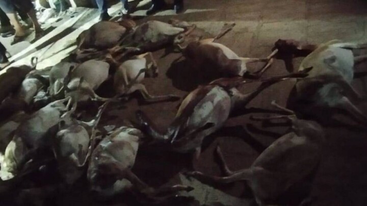 17 туш краснокнижных джейранов обнаружили у браконьера в Мангистауской области