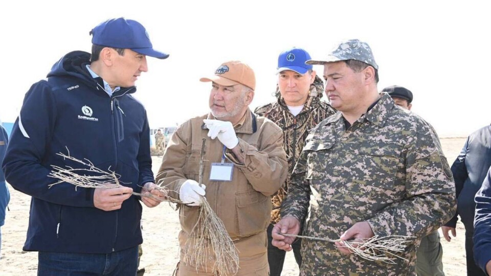 При поддержке КазМунайГаза на высохшем дне Аральского моря высадят более 4,4 млн саженцев саксаула