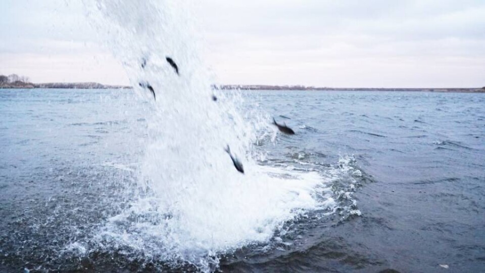 В Кояндинское водохранилище выпустили более 90 тысяч особей ценных пород рыб