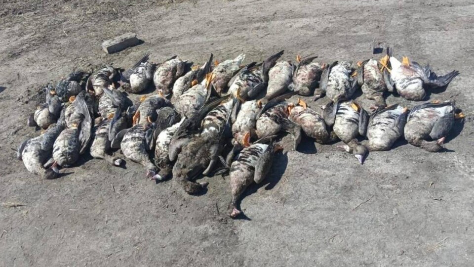 В СКО полицейского задержали за незаконную охоту