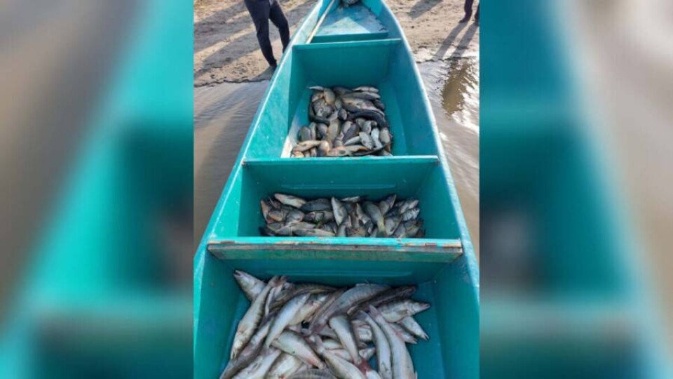 Около полутора тонн незаконно добытой рыбы изъяли полицейские в Атырауской области 