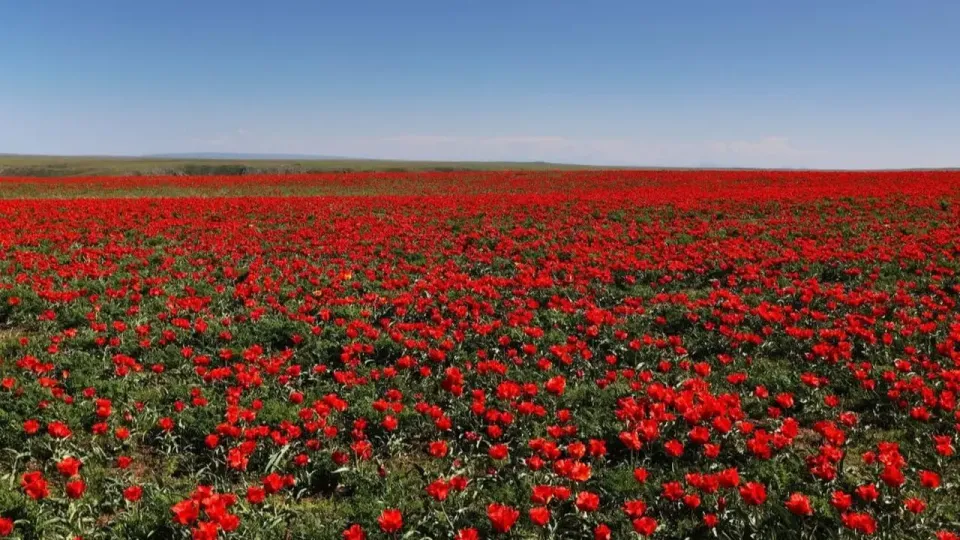 Фото акимата Жамбылской области