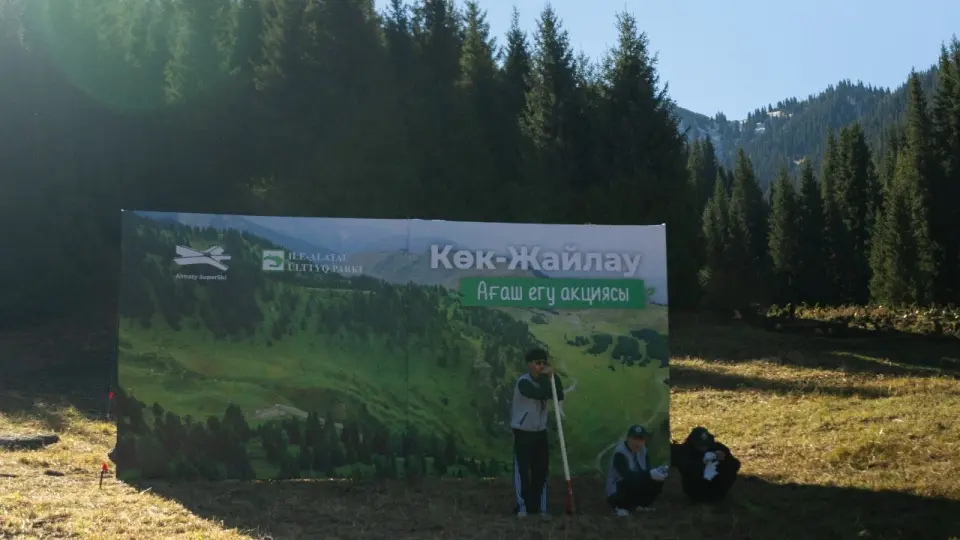 На Кок-Жайлау высадили около 2000 елей Шренка