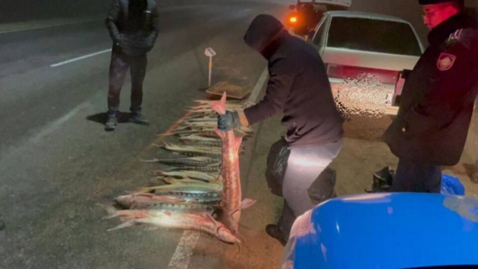 Более 120 килограммов осётра изъяли полицейские в Мангистау 