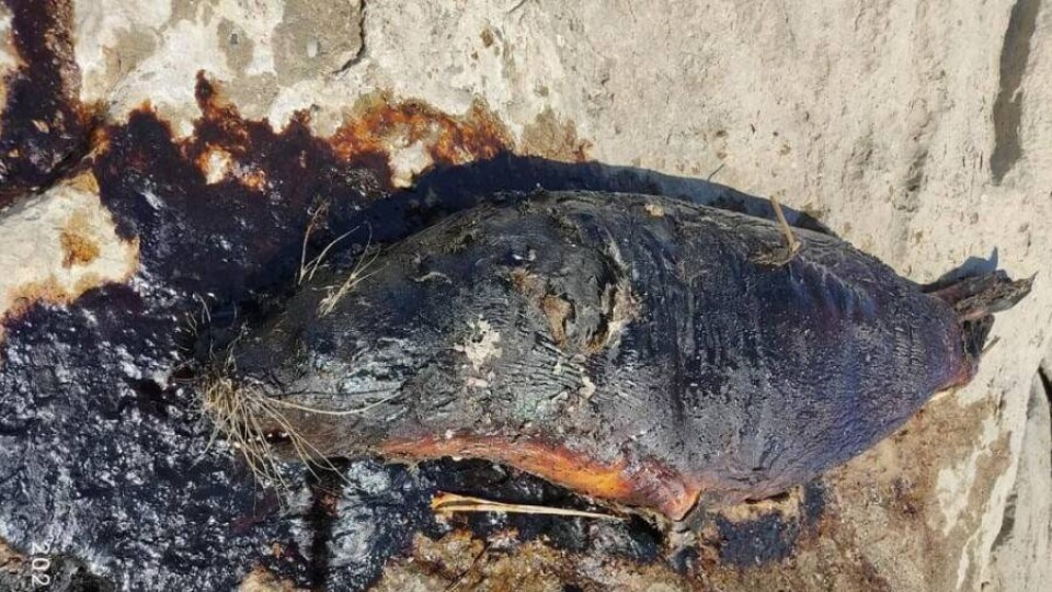 Тушу мёртвого тюленя выбросило на берег Каспийского моря близ Актау