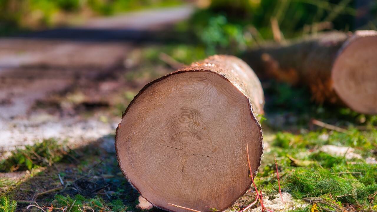 На 176 деревьев больше. В стройкомпании Алматы заявили, что имеют все разрешения на вырубку