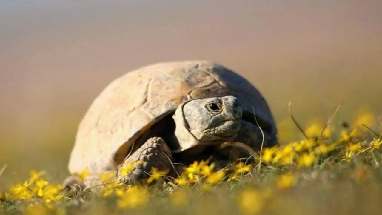 Фото Комитета лесного хозяйства и животного мира Минэкологии РК
