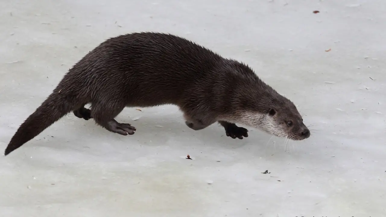 Фото Казахстанской ассоциации сохранения биоразнообразия