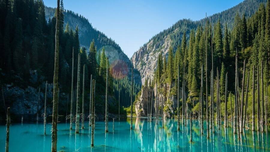 "Здесь был Вася": туристы исписали стволы елей на озере Каинды