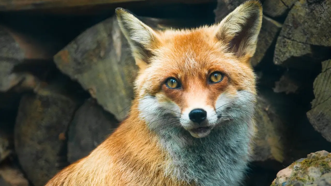 Фото Depositphotos.com