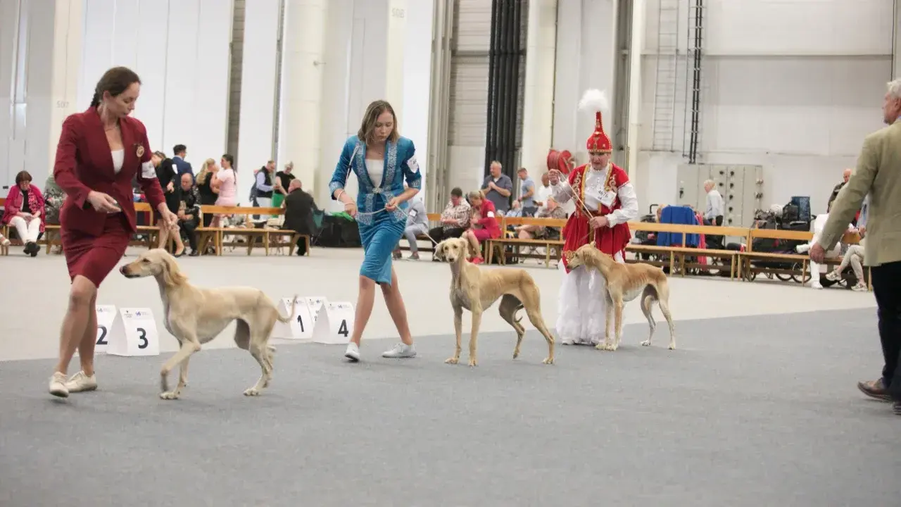 Президент поздравил Союз кинологов Казахстана с успешным выступлением тазы на международной арене 