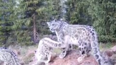 Снежный барс попал в объектив фотоловушки в нацпарке "Кольсайские озёра"