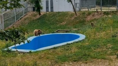 Новый вольер появился у медведей в зоопарке Алматы