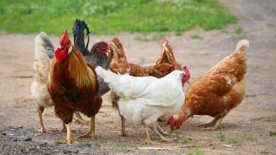 В СКО от птичьего гриппа умерло больше 1000 кур и уток