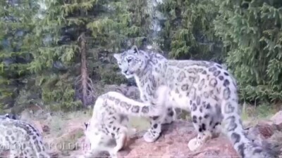 Снежный барс попал в объектив фотоловушки в нацпарке "Кольсайские озёра"