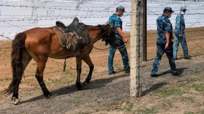 В колониях Карагандинской области ищут подкопы с помощью лошадей