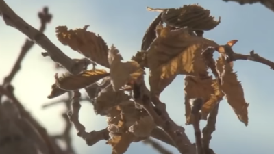 Администрация "Керуен-сарая" объяснила, почему на территории комплекса в Туркестане засыхают деревья