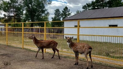 Обрезка рогов оленей в зоопарке Караганды: ветеринарного врача уволили, директору объявили выговор
