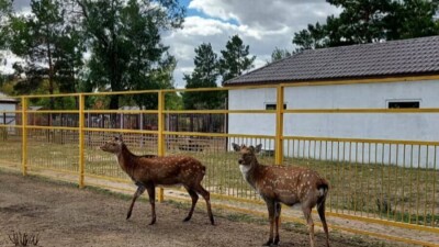 В зоопарке Караганды увидели лежащих в крови оленей после обрезки рогов. Сотрудник заверил, что животные не пострадали
