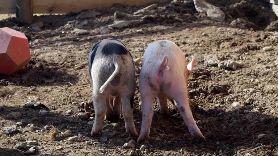 Источник: Диапазон