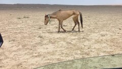 В Мангистауской области апробируют технологию искусственного дождевания для борьбы с засухой