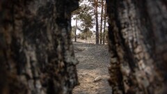 Процесс тушения пожара в Абайской области может затянуться на месяц