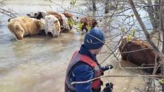 Сотрудники ДЧС ВКО помогли пастуху спасти телят с затопленного острова