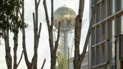Астанчане пожаловались на вырубку деревьев при строительстве ЖК возле здания МИД