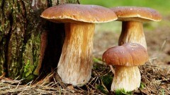 Сколько грибов и ягод казахстанцы могут собирать в лесах бесплатно