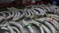 Через Казахстан пытались вывезти бивни мамонтов и рог шерстистого носорога на 173 млн тенге