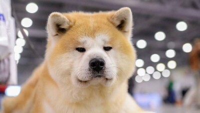 Минэкологии о платном учёте домашних животных: Это члены семьи, на них должен выделяться бюджет