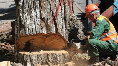 "Внешне зелёное, а сердцевина сгнившая". 17 тысяч старых и больных деревьев вырубят в Алматы