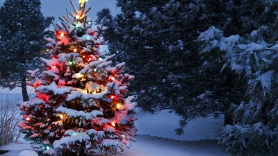 Сенаторы: Ради нескольких дней праздника вырубать растущее живое дерево – это вандализм