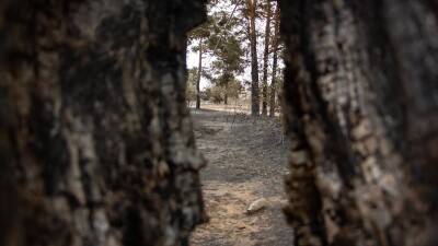Процесс тушения пожара в Абайской области может затянуться на месяц