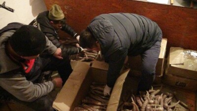 Двое мужчин пытались продать более 600 рогов сайги