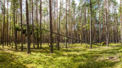Лекарственные вывозят, заражённые привозят: в Казахстане начнут регулировать импорт и экспорт растений